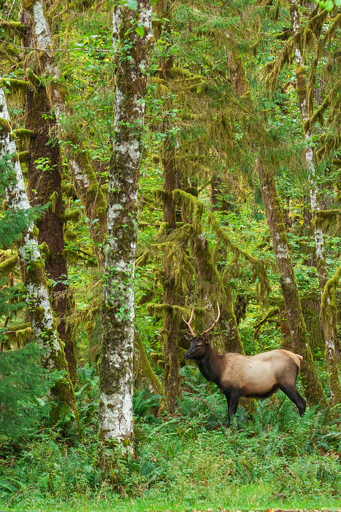 Young Roosevelt bull elk-rainforest shades of green-Olympic Peninsula-Washington State-USA